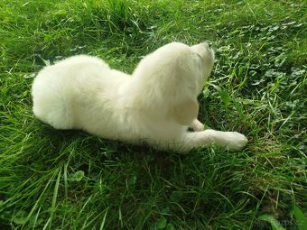 Zlatý retrívr / retriever - 4