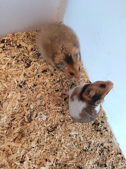 Křeček ZLATÝ vymazlená mláďata. - 4