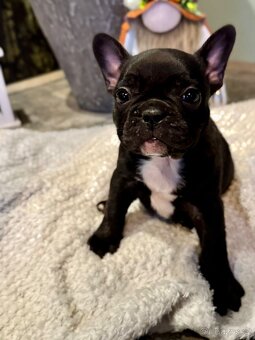 Francouzský buldoček – štěňátka - 4