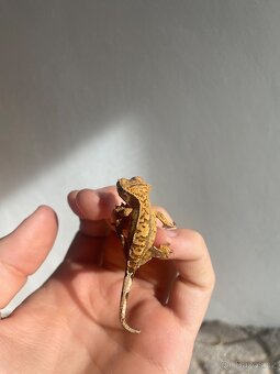 Pagekon řasnatý - 4