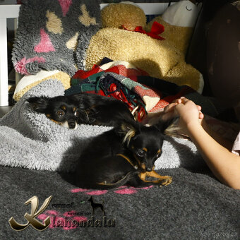 Ruský toy štěně s PP FCI - 4