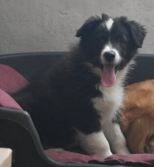 Border kolie s PP - 4