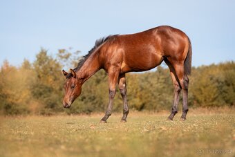Appaloosa klisna - 4
