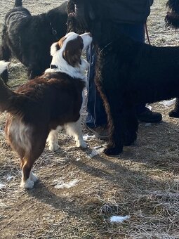 Australský ovčák - 4