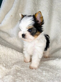 Biewer Yorkshire teriér FCI - 4