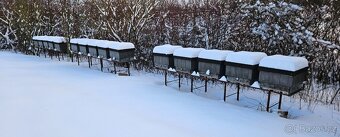 vyzimované včelí oddělky včely včelstva - 4