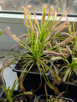 Rosnatka kapská, Drosera capensis - 4
