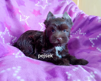 Jorkšírský teriér - 4