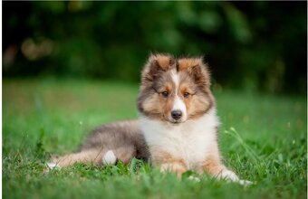 Sháním fenku Sheltie/Šeltie - 4