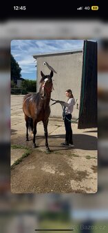 Krásná kobyla Lusitano na prodej - 4