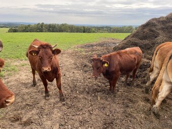 Jalovice Česká červinka - 4