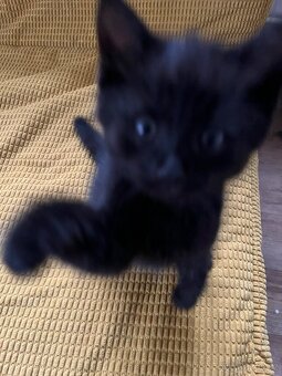 Poloperske kotatko černé - 4