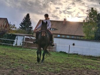 Kobylka 14 letá - 4