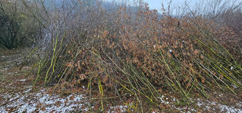 Větve / klestí na štěpku / mulč - 4