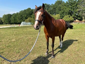 Pony KHV 137 cm (kat.B) 8 letý poník - 4