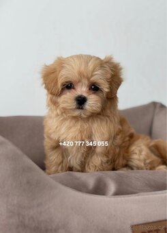 Maltipoo F1 caramel 3 měsíce 1500€‼️ Momi - 4