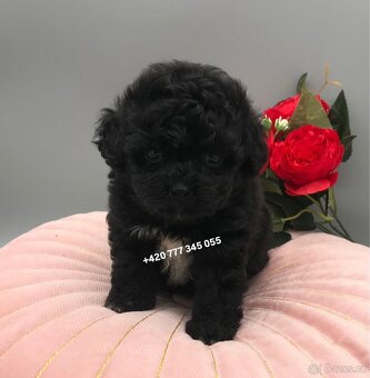 Maltipoo F1 caramel 3 měsíce 1500€‼️ Momi - 4