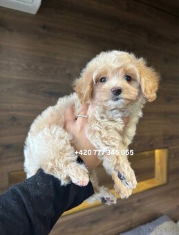 Maltipoo F1 fenka Kamila - 4