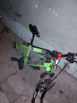 Leader Fox spider - 4