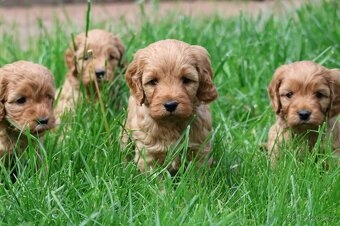 Cockapoo - 4