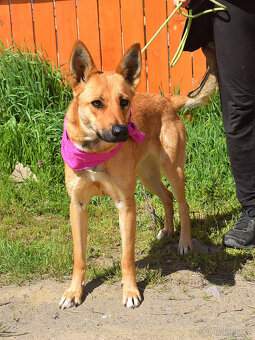 Krásna ovčanda Boženka k adopci - 4
