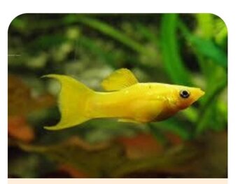 Nabízím akvarijní ryby - 4