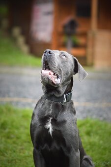 Gino - x cane Corso - praštěný puberťák, necelý rok - 4