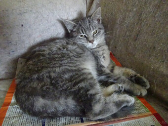 NABÍZÍM KŘÍŽENOU MODROU KOČIČKU (MAINSKÁ x SIBIŘSKÁ) - 4