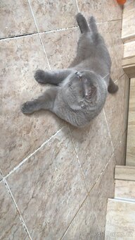 Britský kocourek ke krytí - 4