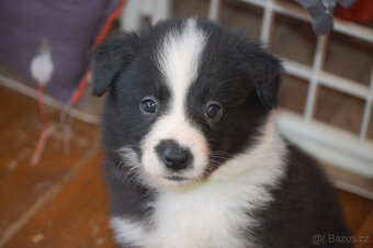 Border kolie s PP - 4