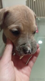 Americký stafordšírský teriér bez pp - 4