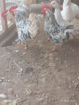 Kohouti - vlaška - 4