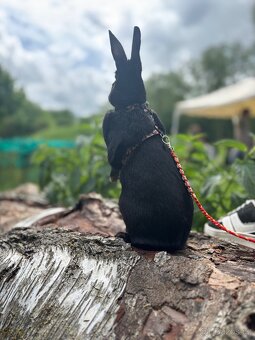 Zakrslý králík - Valkýra - 4