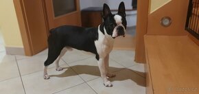 Bostonský terier, krytí - 4