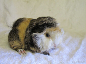 Morče peruánec - 4