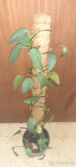 Epipremnum cebu blue - 4