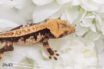 Pagekon řasnatý Rhacodactylus ciliatus Correlophus ciliatus - 4