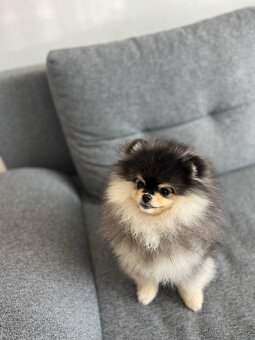 Štěňata Pomeraniana - 4