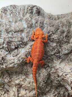 Agama vousatá VÝMĚNA - 4