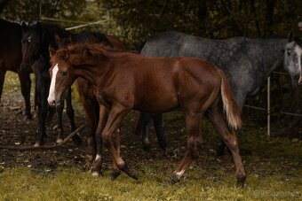 Letošní kobylka - 4