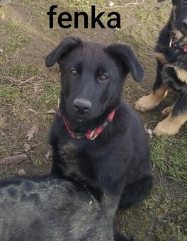 Německý ovčák - 4