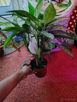 Pokojové rostliny - 4