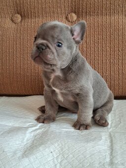 Francozský buldoček lilac - 4