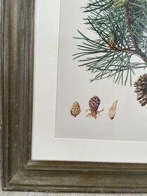 Borovice lesní Print Pinus Sylvestris pine - 4
