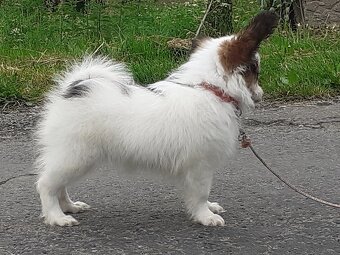 Papillon - 4