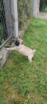 mops - 4