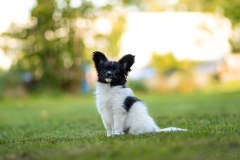 Papillon s PP - 4