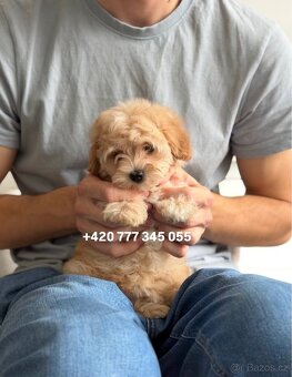 Štěňátko, chlapeček Maltipoo f1 - 4
