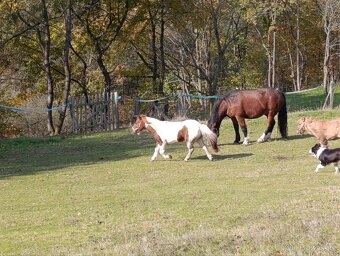 Welsh part-bred klisna - 4