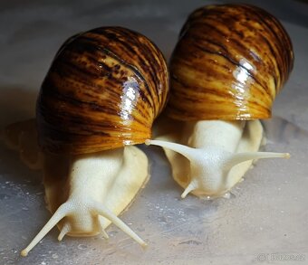 africký šnek - archachatina marginata ovum albino body - 4